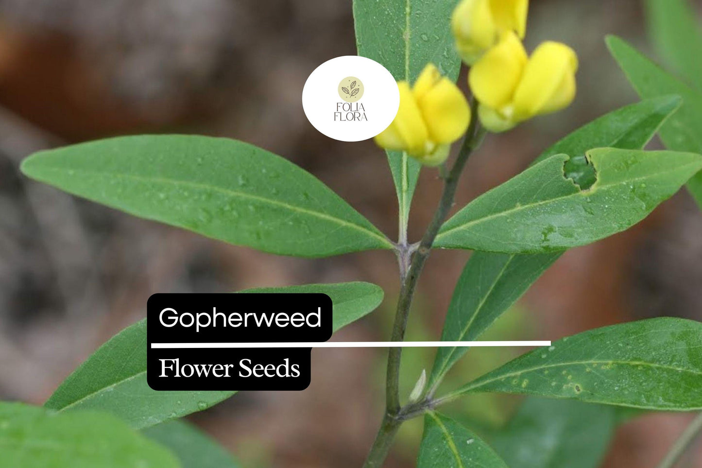 Gopherweed Seeds (Baptisia lanceolata) | 25 Seeds | Hardy Native Perennial for Pollinators