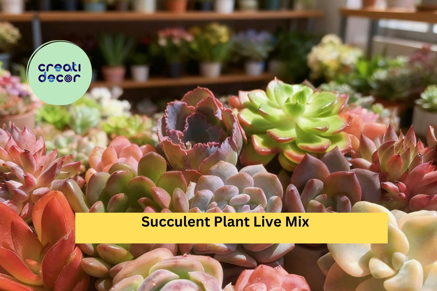Succulent Mix – 6 Live Assorted Bare Root Plants (No Soil/Pot) – Easy Care Indoor Decor or Garden Arrangement Set