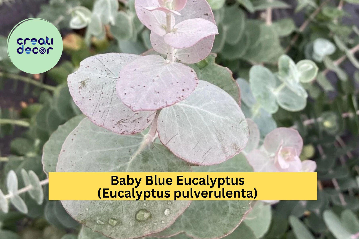 Baby Blue Eucalyptus – Eucalyptus pulverulenta – 10–12" Live Hardy Plant, Silver-Blue Foliage for Garden, Patio, or Floral Use