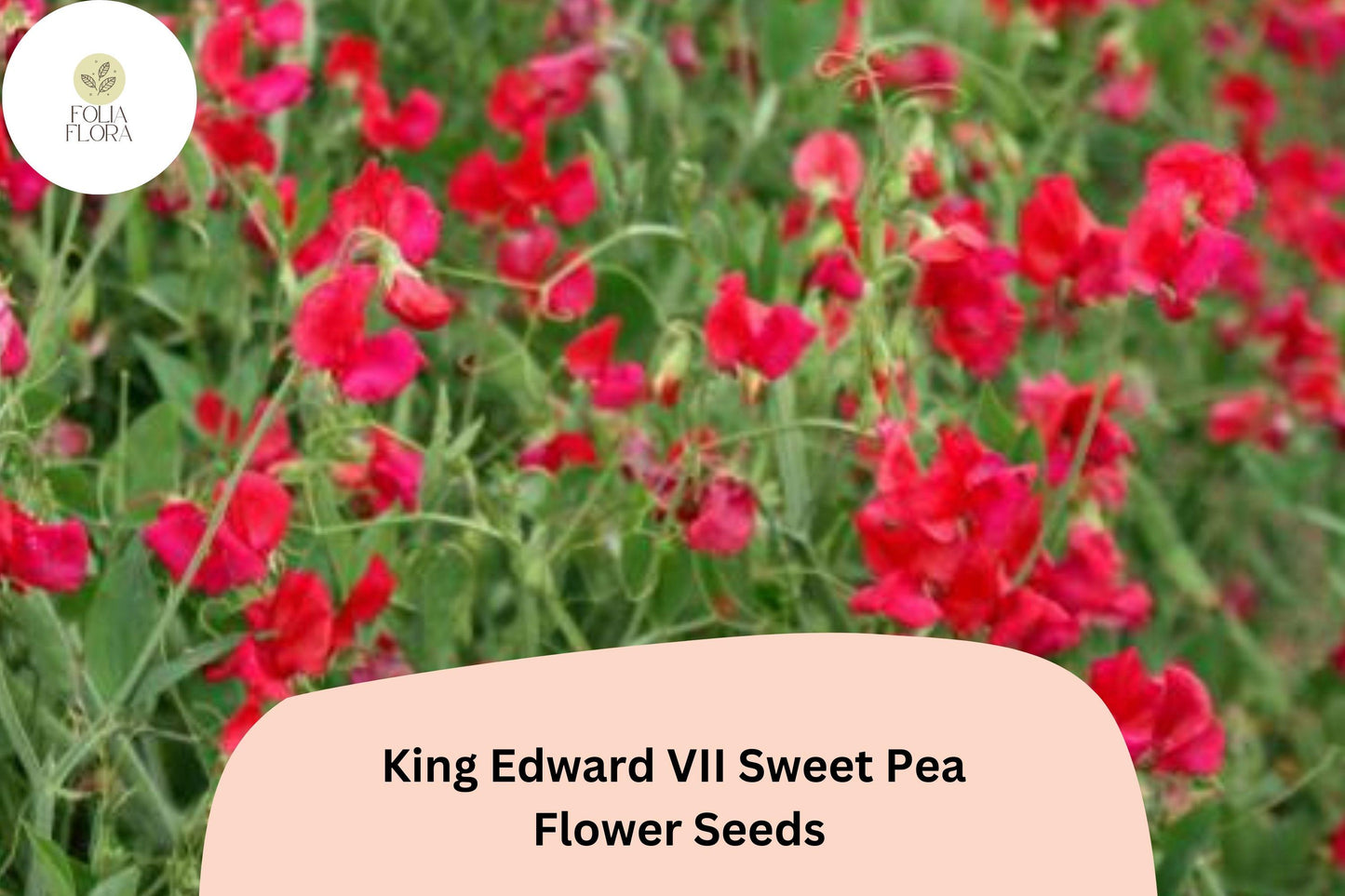 50+ King Edward VII Sweet Pea Seeds | Fragrant Deep Red Flower for Garden Trellis