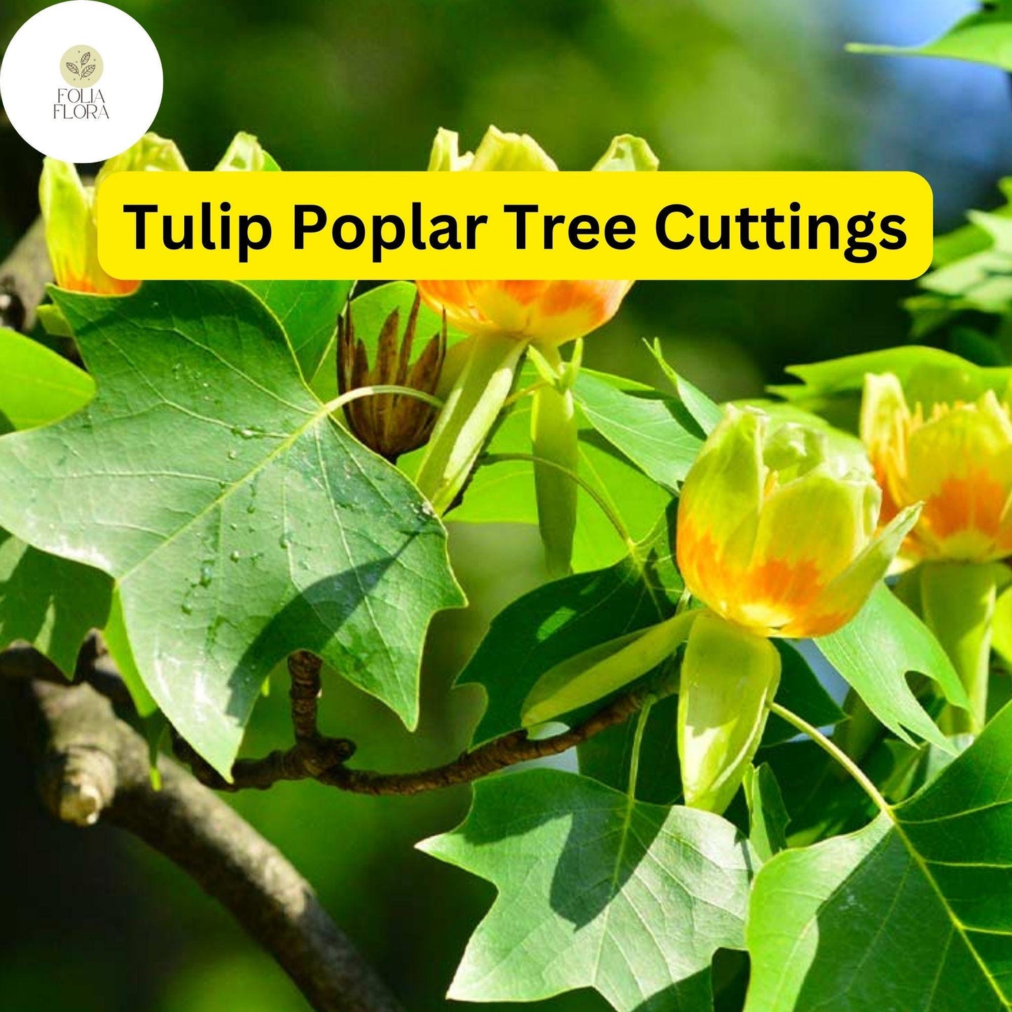 7 Live Cuttings Tulip Poplar Tree (Liriodendron tulipifera) | Fast-Growing Shade Tree | Beautiful Tulip-Shaped Blooms