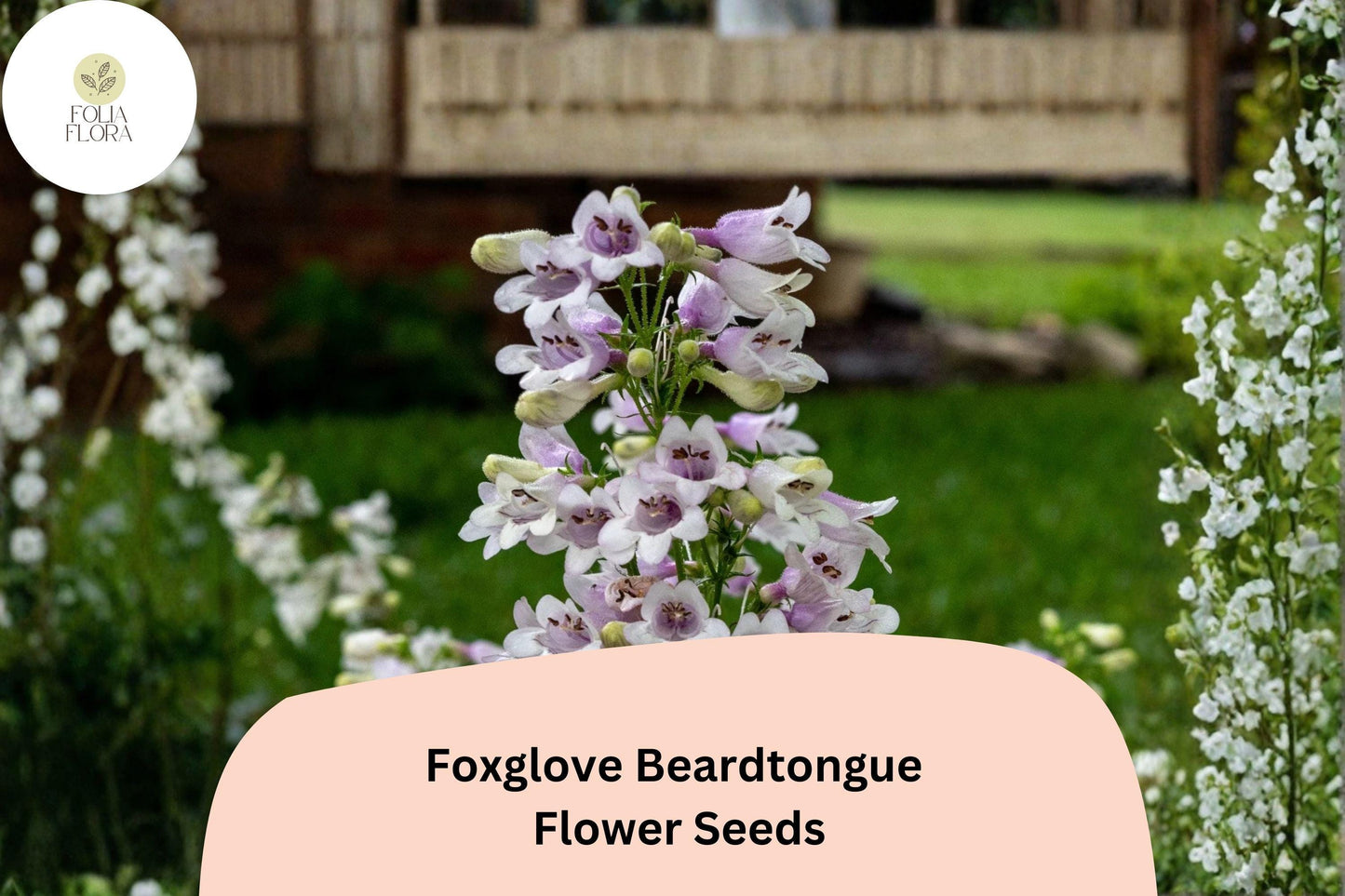 Foxglove Beardtongue Seeds – 100 Penstemon digitalis | Native White Wildflower | Perennial Garden Plant