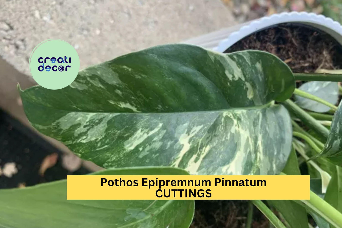 1 Pothos Epipremnum Pinnatum Albo Variegata | Unrooted Cutting | Rare Variegated Houseplant | Trailing Indoor Plant