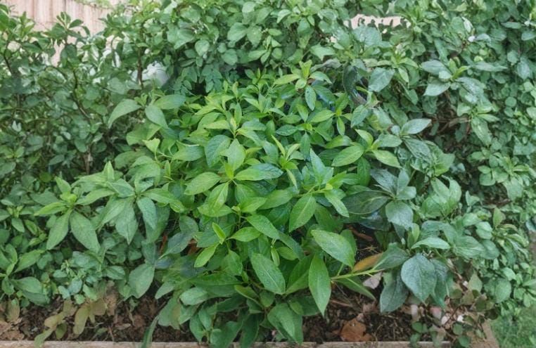 Longevity Spinach 8 Cuttings 5"+ (Gynura procumbens) Evergreen Tropical Plant