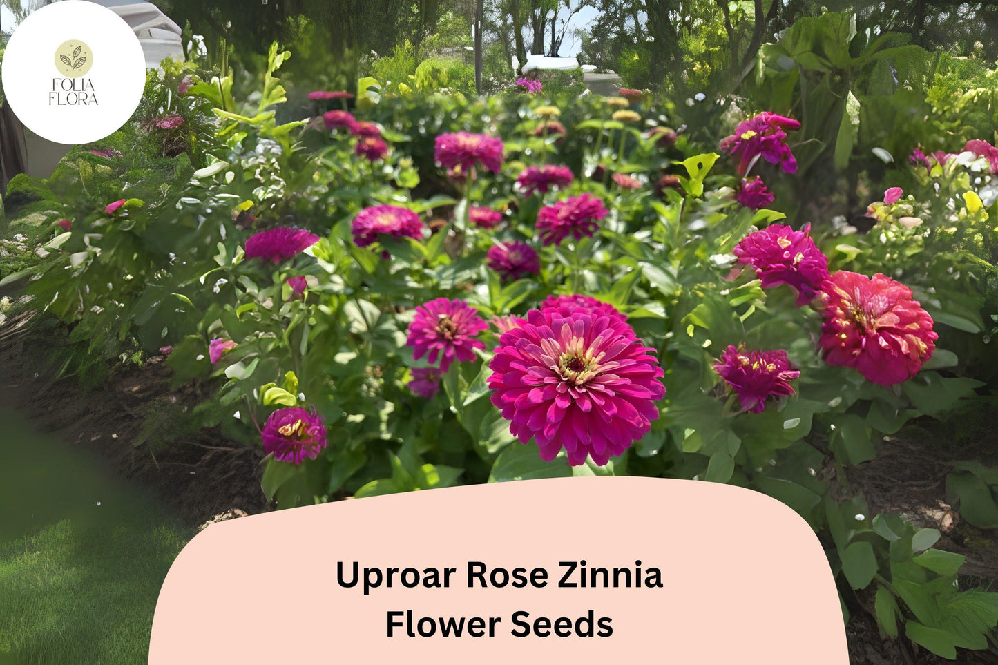 100+ Uproar Rose Zinnia Seeds – Large Pink Rose Blooms for Garden Planting, Borders & Cut Flower Bouquets