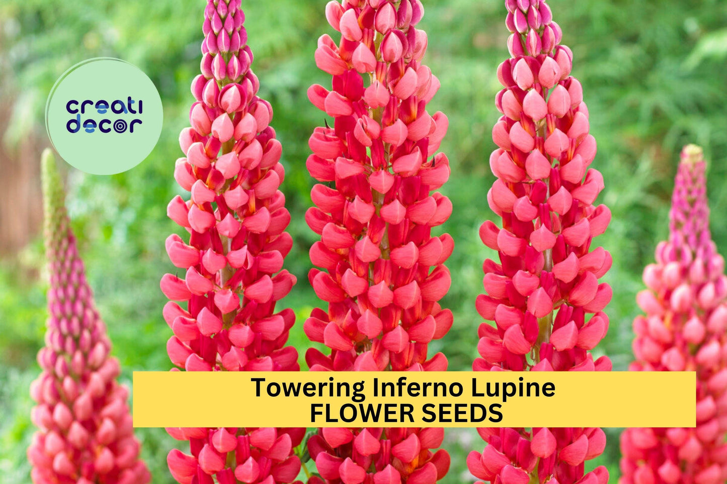 25+ Towering Inferno Lupine Seeds – Fiery Red-Orange Spikes for Garden Planting, Bold Pollinator-Friendly Perennials – USA