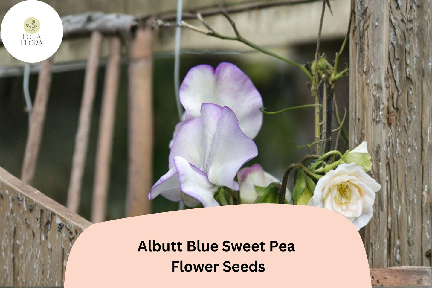 50+ Albutt Blue Sweet Pea Seeds | Lavender-Blue Climbing Flowers for Trellis & Garden