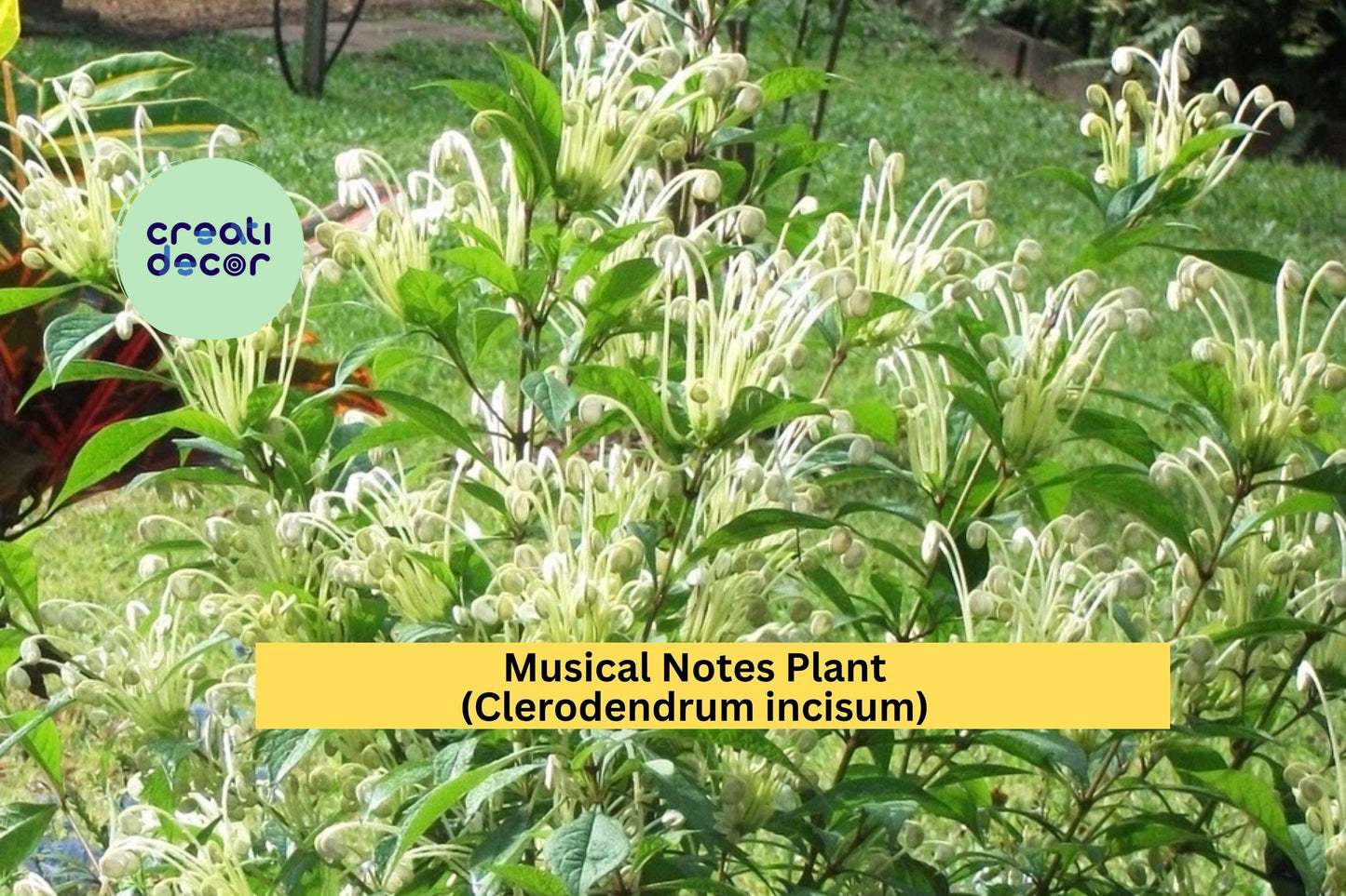 Musical Notes Plant | Clerodendrum incisum | Live Rooted Starter Tropical Flowering Shrub