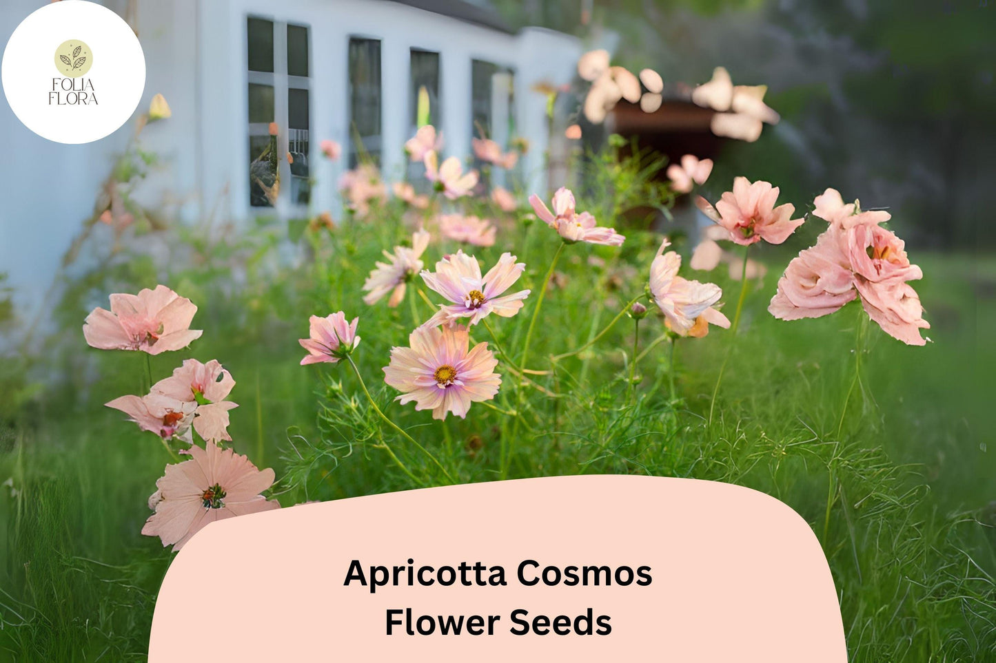 200+ Apricotta Cosmos Seeds | Cosmos Bipinnatus Peach Apricot Flower Garden Planting