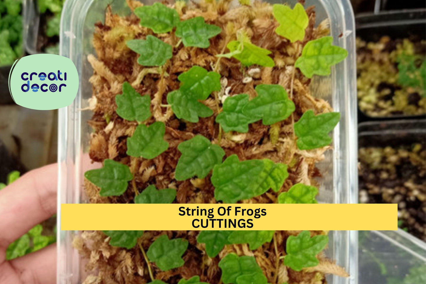1 String of Frogs Cutting in Moss Propagation Cup – Trailing Vine Starter | Rare Houseplant for Terrariums, Hanging Pots, or Collectors