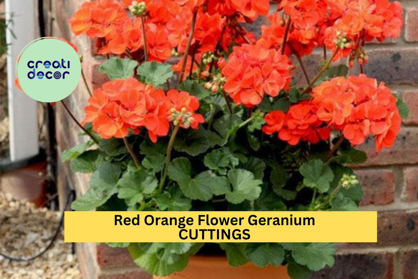5 Hardy Red-Orange Geranium Cuttings – 6" Fresh Fragrant Stems for Planting | Perennial Flowering Plant for Pots, Beds, or Borders