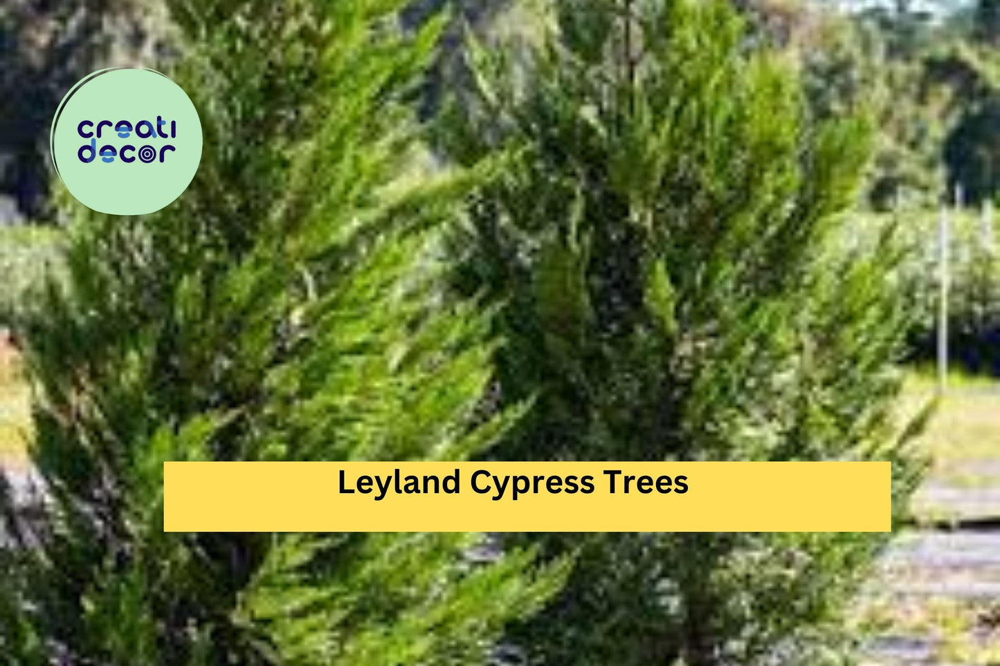 Leyland Cypress Trees | Set of 3 Live Bare Root Evergreen Starter Plants | Fast-Growing Privacy Hedge Trees