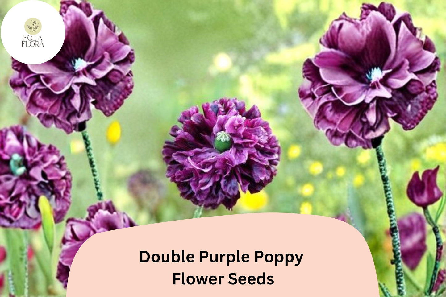 200+ Double Purple Poppy Seeds for Garden Planting – Frilled Violet Blooms, Easy to Grow Flowers
