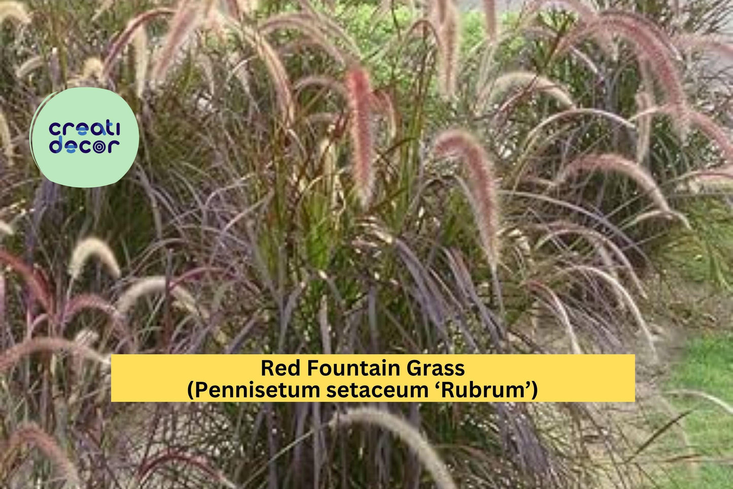 Red Fountain Grass Live Starter Plug – Pennisetum setaceum ‘Rubrum’ – Hardy Ornamental Grass for Borders & Landscaping