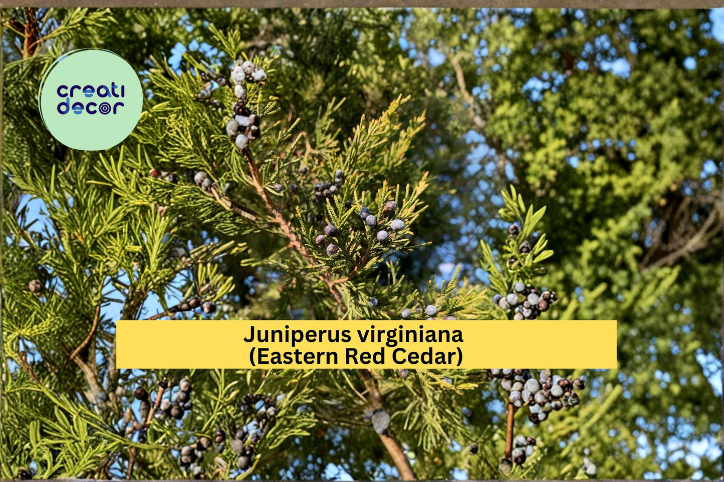 Juniperus virginiana Seeds Eastern Red Cedar 25 Count Native Evergreen Tree Seeds Hardy Landscape Plant