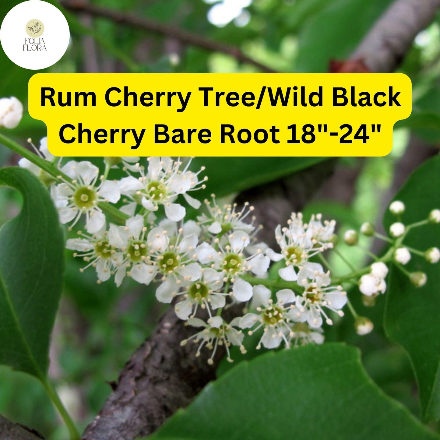 1 Rum Cherry Tree (Prunus serotina) / Wild Black Cherry – Live Bare Root Plant 18"-24"