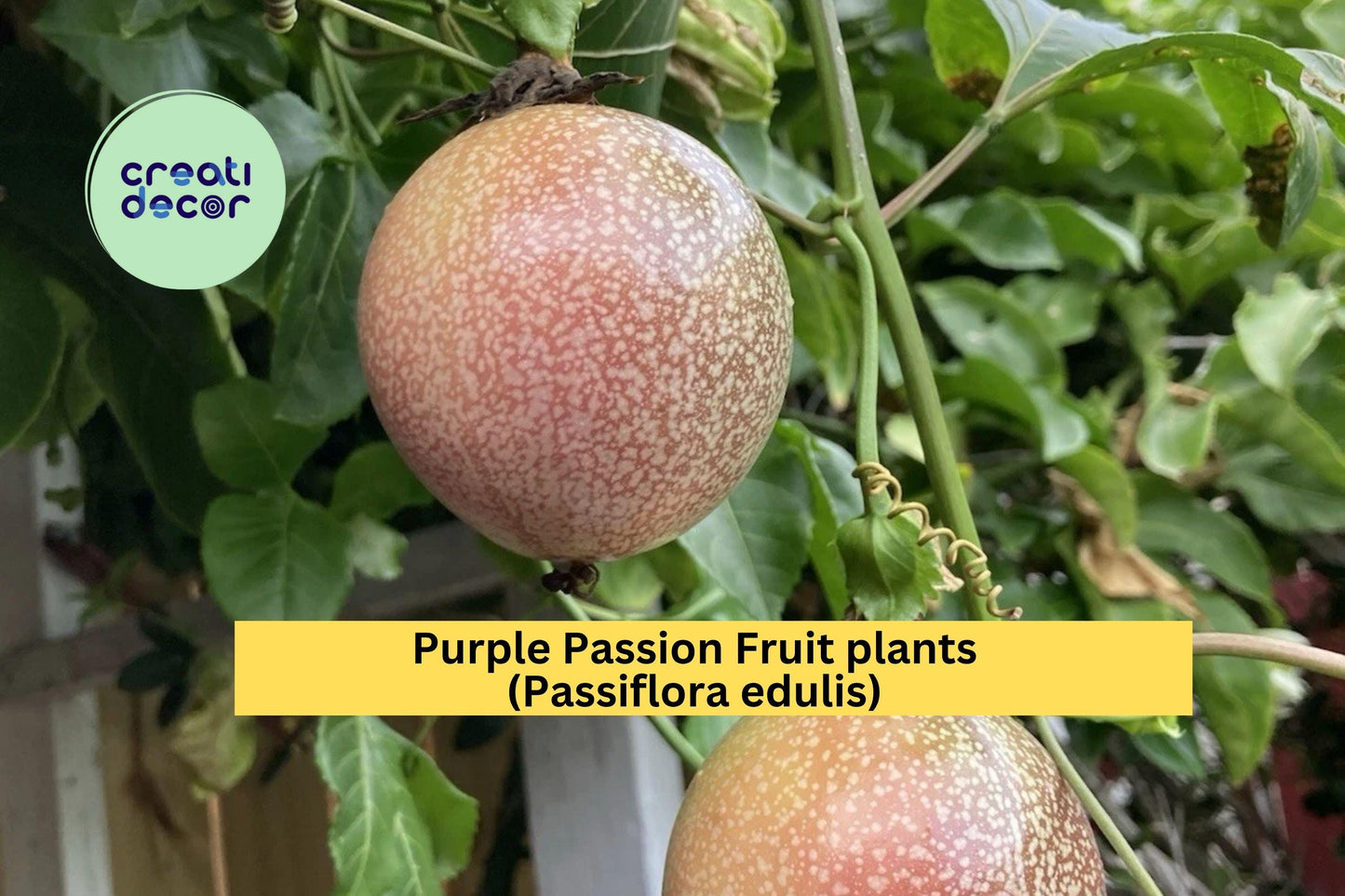 Purple Passion Fruit Plants | Set of 2 Passiflora edulis Live Vines | 10" Tall Rooted Starters