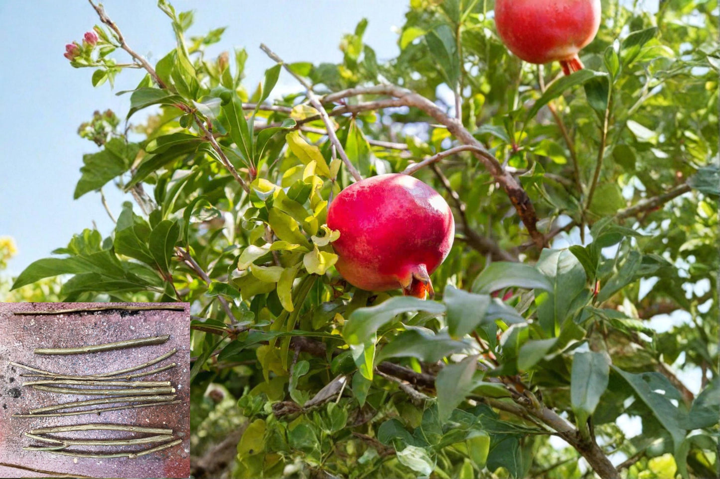 Wonderful Pomegranate 3 ROOTED Cuttings (Punica granatum) 6-8 Inch Scions