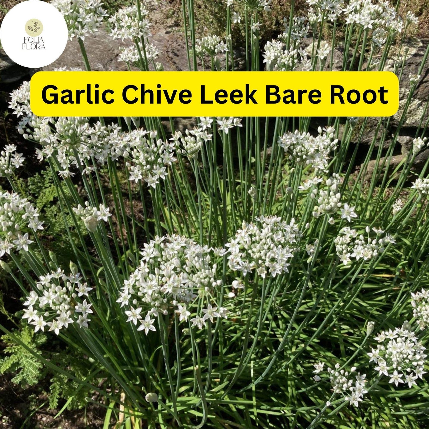 50 Live Garlic Chive Leek Plants, Bare Root, Edible Herb, Perennial, Organic Gardening