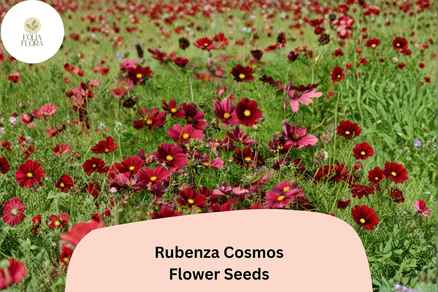 200+ Rubenza Cosmos Seeds | Cosmos Bipinnatus Deep Ruby Red Blooms | Annual Garden Flower Seeds for Planting