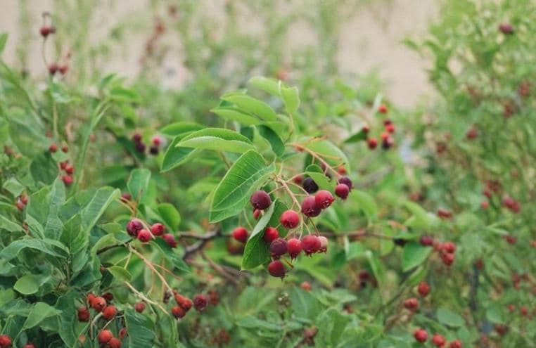 Serviceberry 10 Cuttings (Amelanchier) Dormant Tree Shrub 4-6" Unrooted