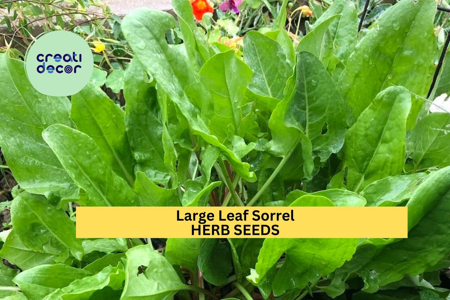 3pcs of 250mg Large Leaf Sorrel Seeds – Tangy Culinary Herb for Salads, Sauces & Soups – Fast Growing Herb Seeds for Planting