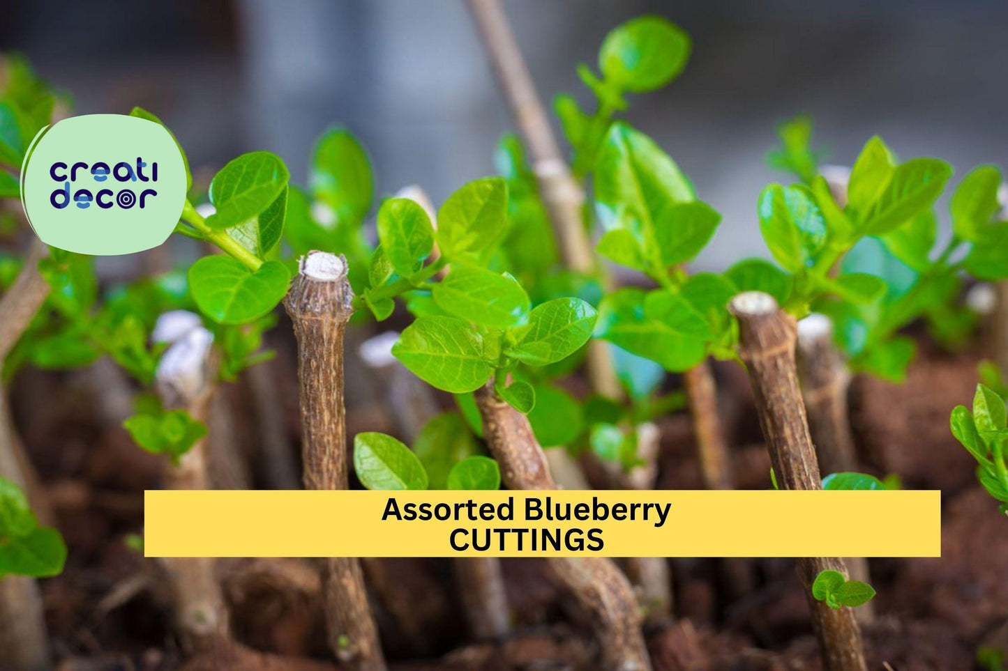 5 Blueberry Cuttings Assorted | Unrooted Organic Scions | Vaccinium Variety Mix for Propagation | Fresh Fruit Plant Starter