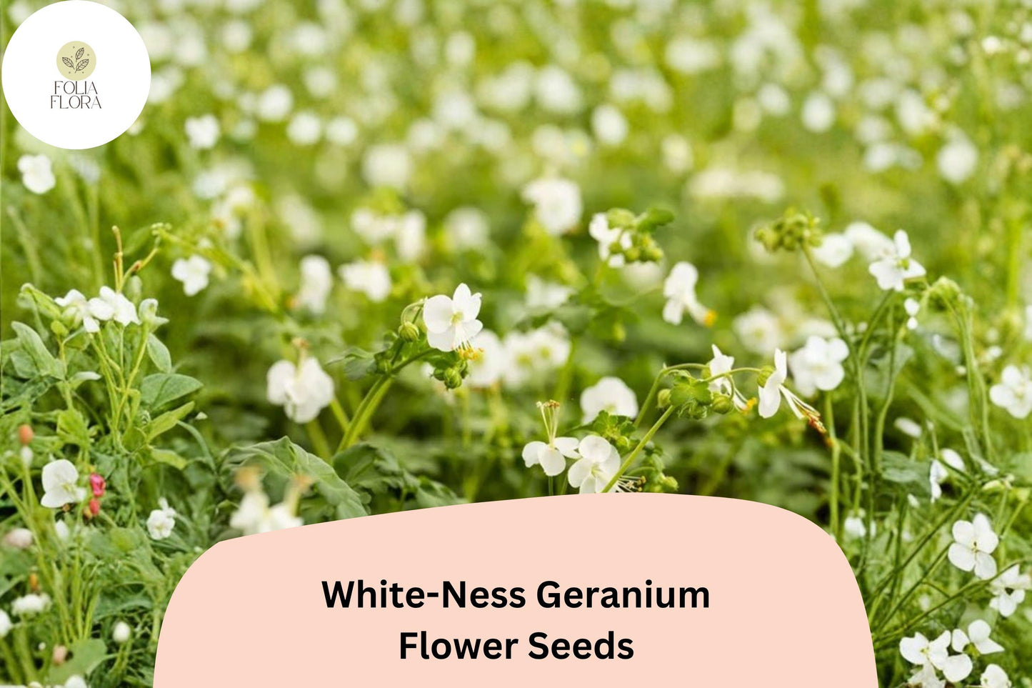 25+ White-Ness Geranium Seeds | Hardy Perennial Cranesbill | White Blooms for Garden Borders