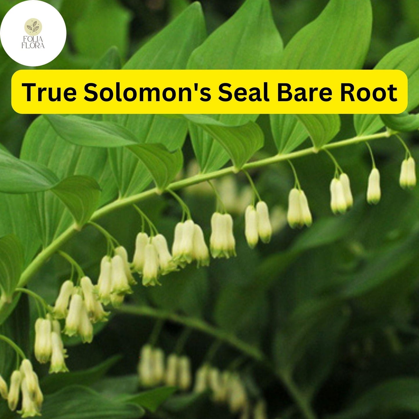 10 True Solomon's Seal Plants (Polygonatum biflorum) - Bare Root