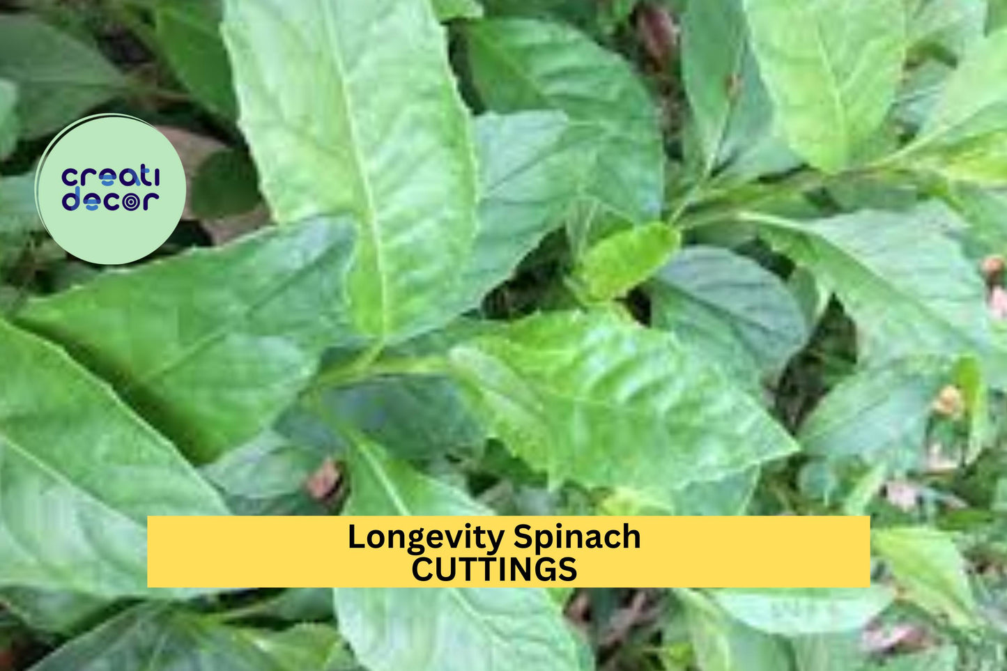 3 Longevity Spinach Cuttings | Gynura Procumbens | Edible Leafy Starter Plant | Easy to Grow | FREE Shipping Included