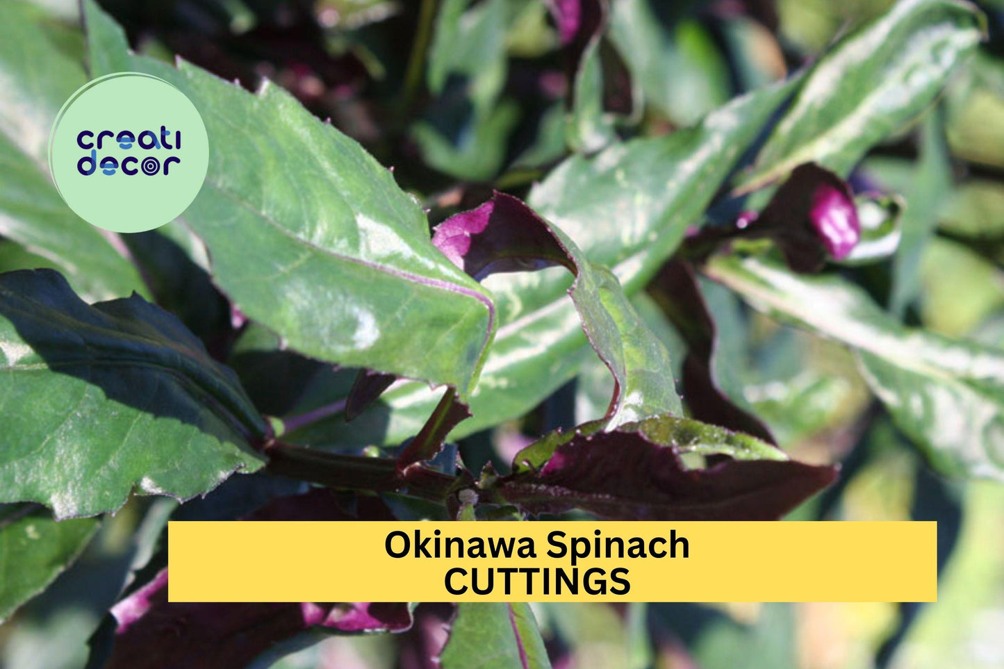 12 Okinawa Spinach Cuttings – Gynura bicolor Fresh 5–6" Unrooted Stems for Easy Growing in Garden or Pots – USA