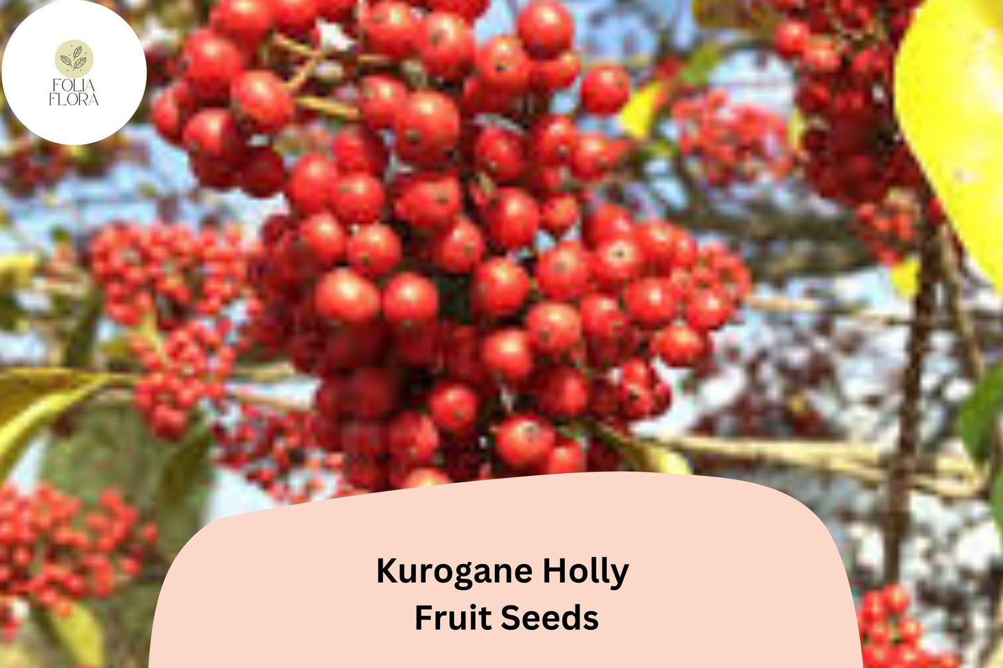 Kurogane Holly Seeds 25 | Ilex rotunda Evergreen Round Leaf Holly Tree Seeds for Garden Planting