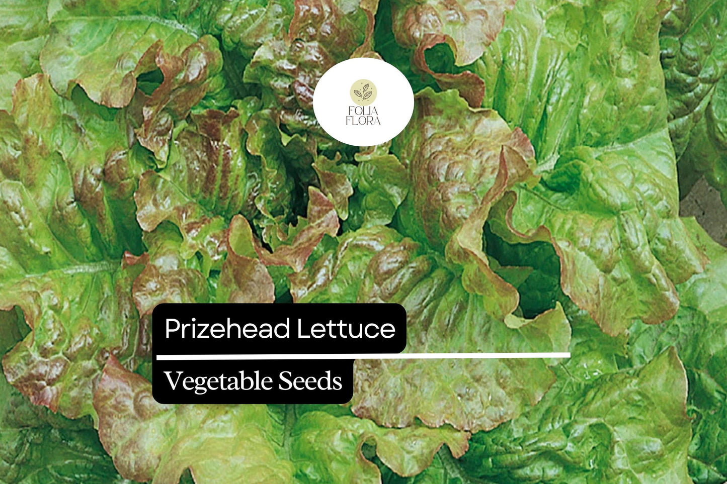 1000 Prizehead Lettuce Seeds – Lactuca sativa – Heirloom, Sweet & Crisp, Heat-Tolerant, Non-GMO