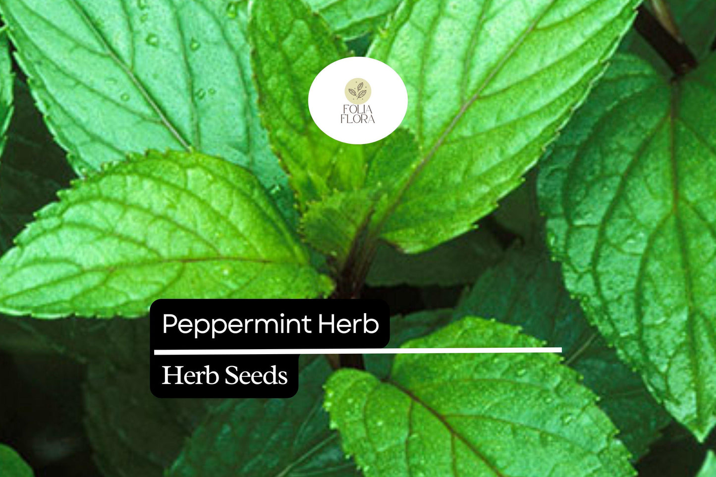 2000 Seeds Peppermint (Mentha × piperita) – Aromatic Herb for Tea, Culinary