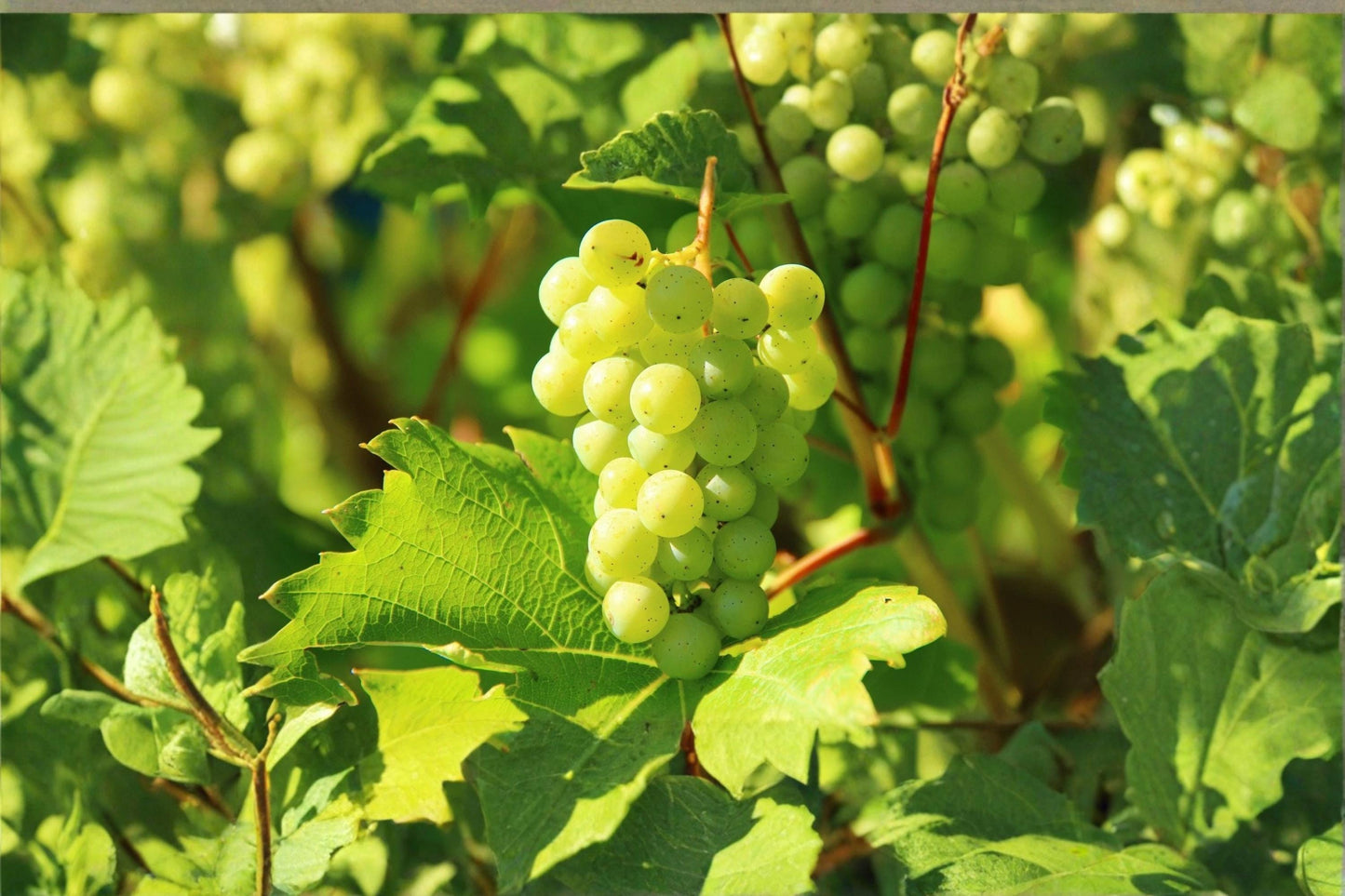 Thompson Grape 8 Cuttings 5-10" (Vitis vinifera) Unrooted Seedless Grape Vine