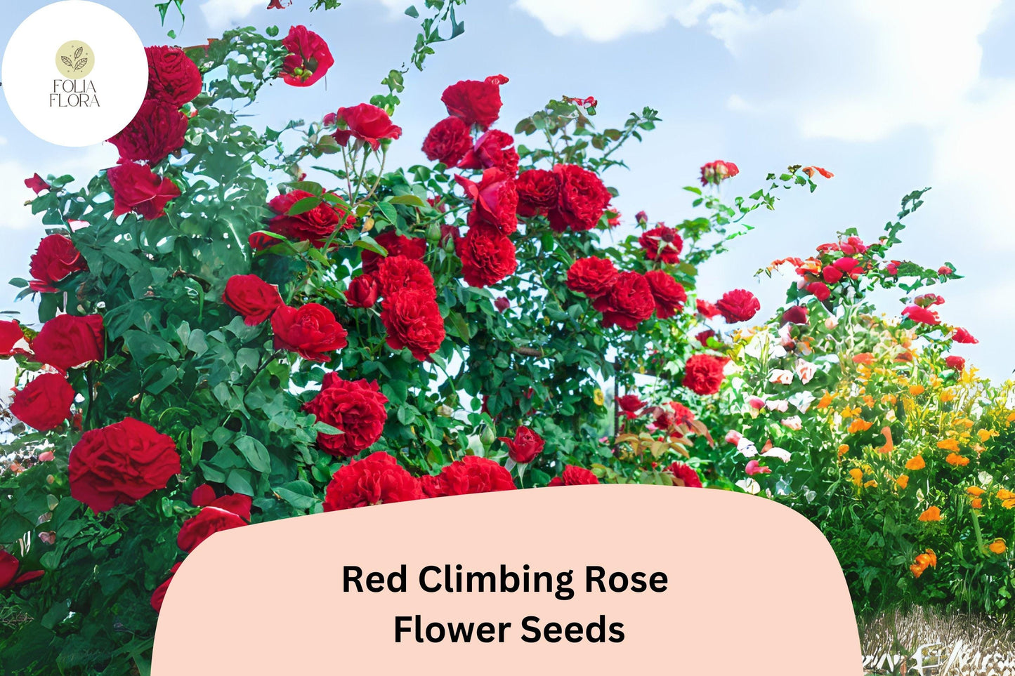 20pcs Red Climbing Rose Seeds – Stunning Vining Roses, Bold Red Blooms, Fast Growing, Ideal for Trellises, Fences & Garden Arches