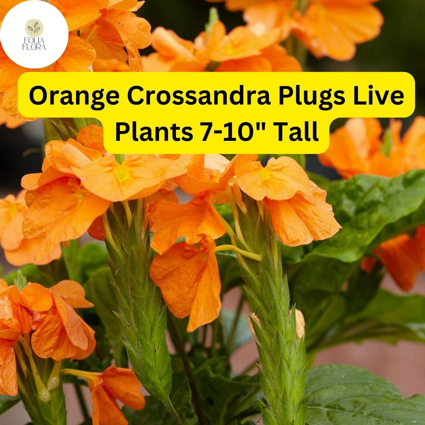 Orange Crossandra - 1 Plugs Live Plants 7-10" Tall - Firecracker Flower, Tropical Blooms, Vibrant Orange
