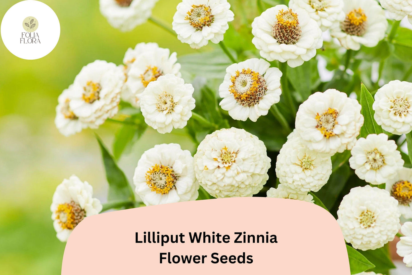 100+ Lilliput White Zinnia Seeds – Mini Pompon Blooms for Borders, Beds & Summer Gardens