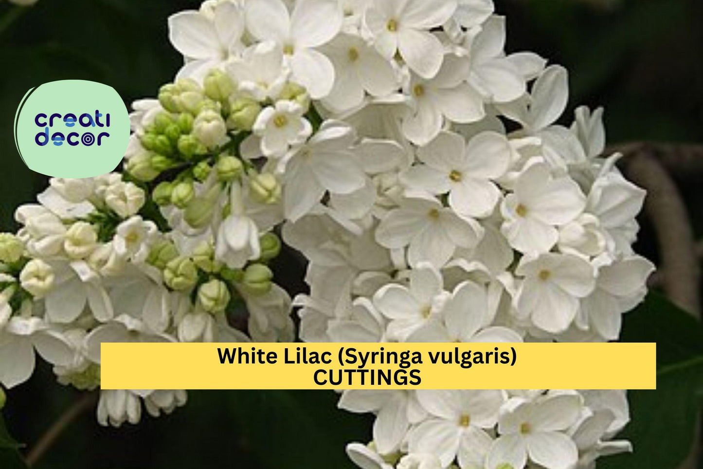 5 White Lilac Cuttings | Syringa vulgaris | 6–7" Dormant Unrooted Scions | Organic Non-GMO Flowering Shrub Starter