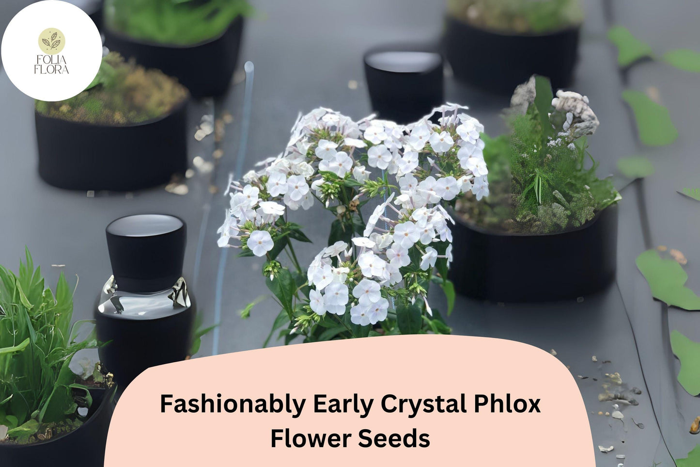 100+ Fashionably Early Crystal Phlox Seeds for Garden Planting | Phlox paniculata | White Perennial Flower Seeds