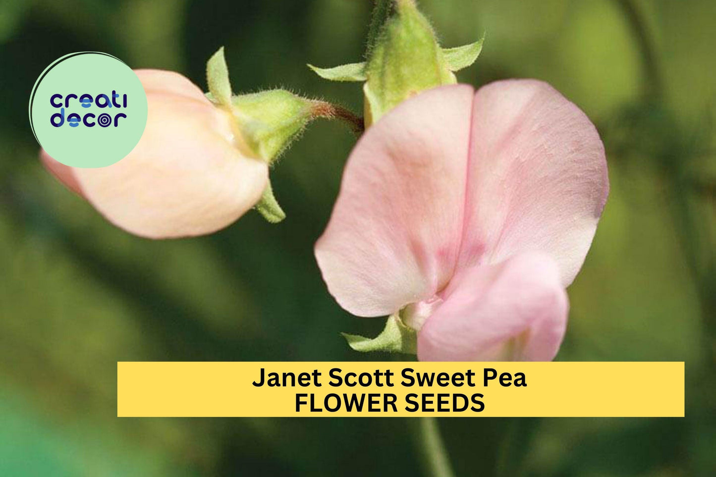 50+ Janet Scott Sweet Pea Seeds – Fragrant Rose-Pink Blooms for Garden Planting, Climbing Vines for Trellises & Bouquets – USA