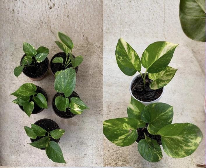 Giant Variegated Golden Hawaiian Pothos 2 Rooted Cuttings (Epipremnum aureum)