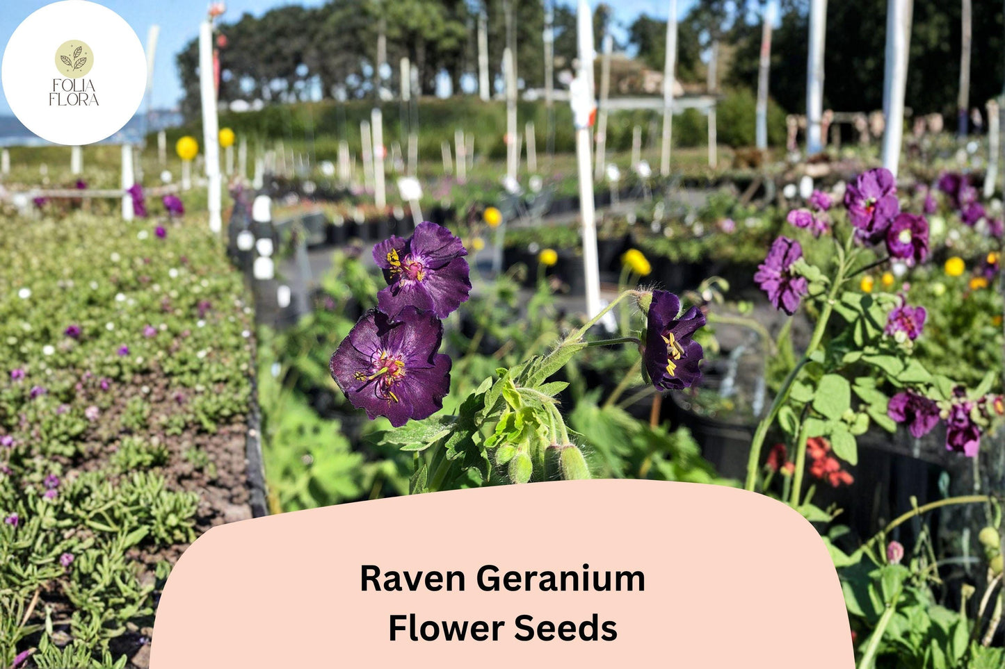 25+ Raven Geranium Seeds | Dark Purple Hardy Perennial | Geranium ‘Raven’ Seeds for Garden Borders & Pollinator Gardens