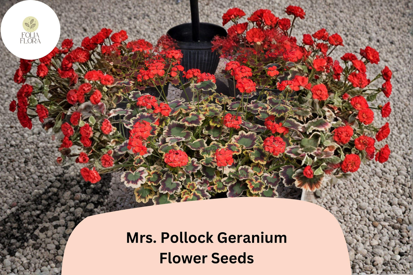 25+ Mrs. Pollock Geranium Seeds | Pelargonium hortorum | Variegated Foliage & Red Blooms | Colorful Garden Plant