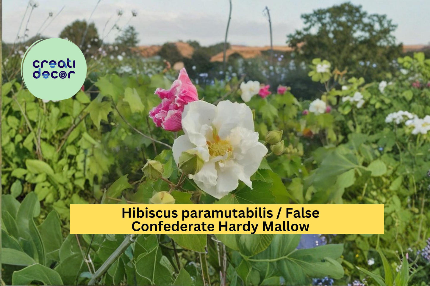 False Confederate Rose Seeds Hibiscus paramutabilis 10 Count Hardy Hibiscus Flower Garden Shrub Seeds