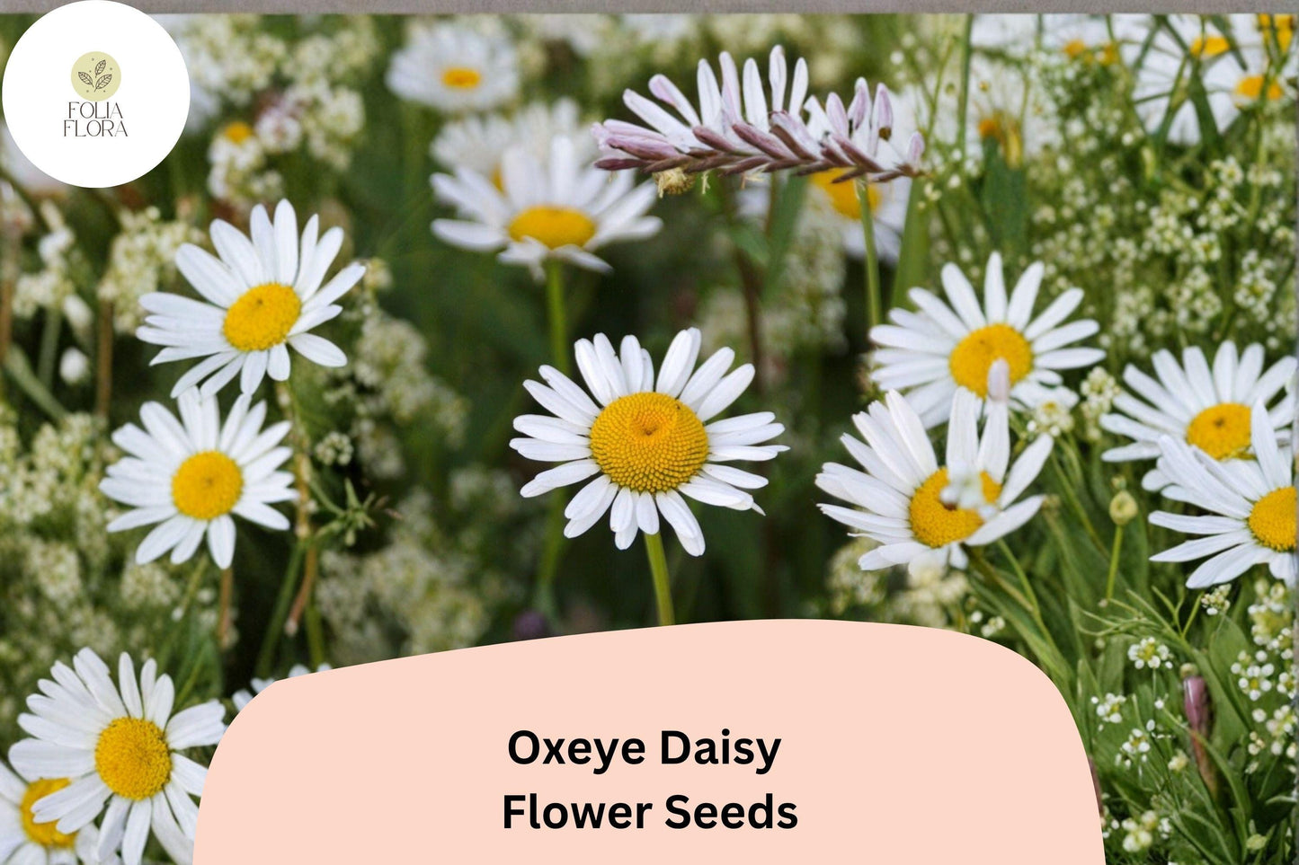 200+ Oxeye Daisy Seeds | Leucanthemum vulgare | Classic White Garden Flower | Easy Wildflower Planting