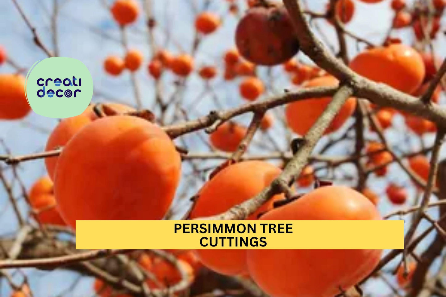 3 Persimmon Tree Cuttings – Unrooted 6–10” Hardwood Scions for Rooting or Grafting | Diospyros Variety for Orchards or Gardens