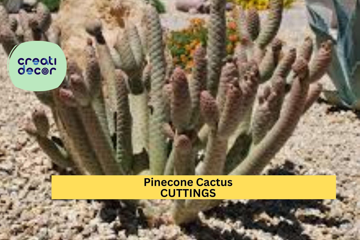 Tephrocactus Articulatus Var. Diadematus Cutting | 1 Pine Cone Cactus Segment | Rare Succulent | Live Plant Propagation
