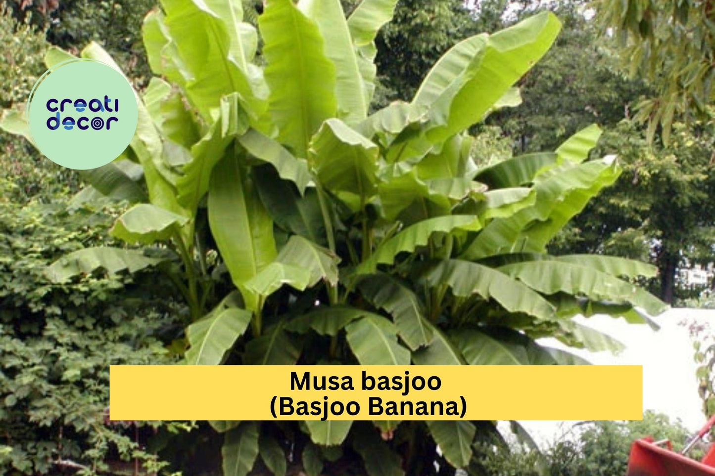 Cold Hardy Basjoo Banana Tree – Musa basjoo – Small Live Rooted Starter Plant for Tropical Garden or Patio Landscaping