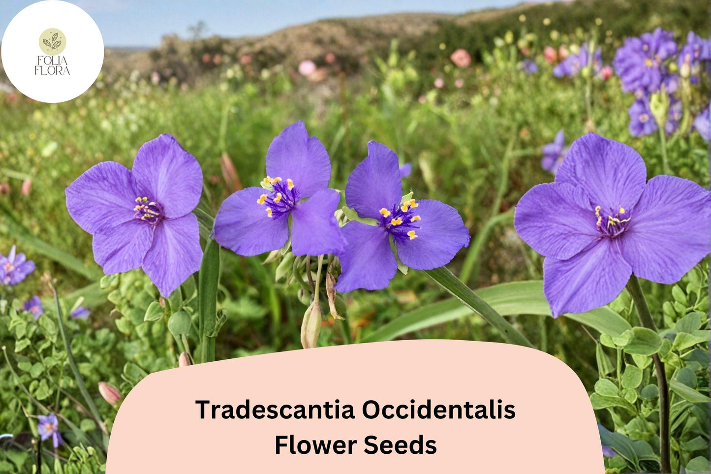 100 Tradescantia occidentalis Seeds | Prairie Spiderwort | Native Wildflower for Garden & Pollinators